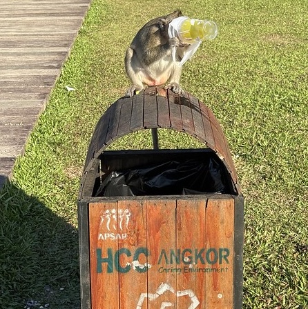 A long tail macaque sat on top of a rubbish bin drinking from plastic cup