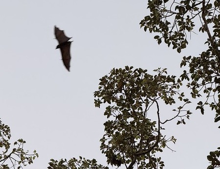 A silhouette of a fruit bat flying through the canopy