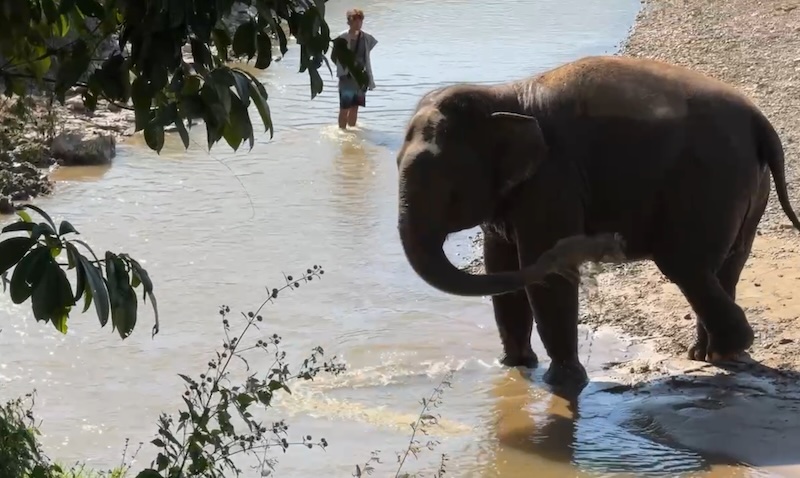 An elephant playing in a river spraying itself with water